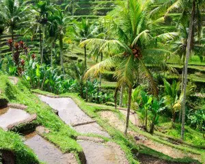 Bali Blog: Reiseberichte mit Tipps & Erfahrungen