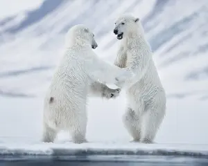 Eisbären Spitzbergen Norwegen Arktis