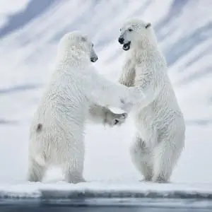 Eisbären Spitzbergen Norwegen Arktis