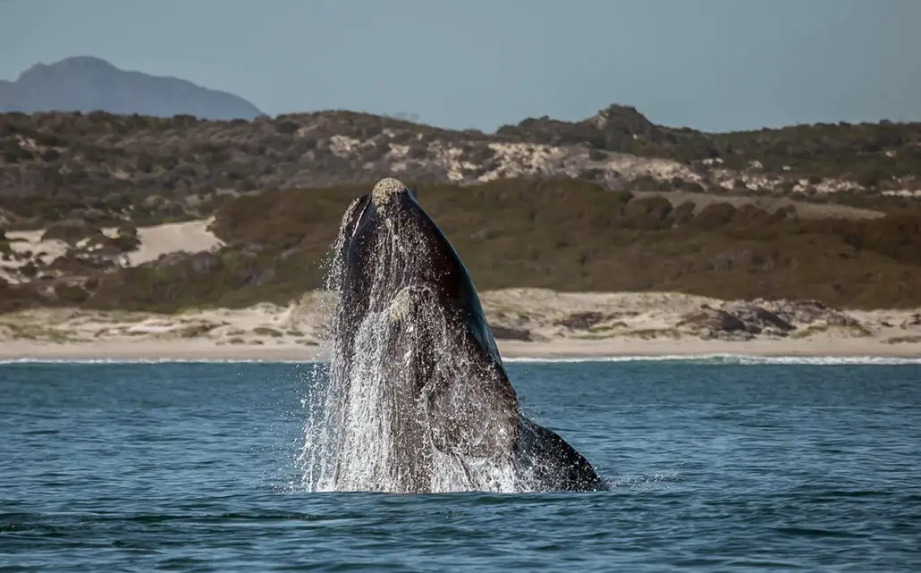 Wale beobachten in der Walker Bay Nature Reserve in Hermanus, Südafrika