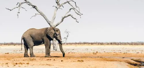 Botswana Reiseblog: Reiseberichte & Tipps und meine Erfahrungen als Selbstfahrer