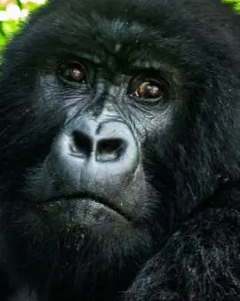 Ruanda Blog: Reiseberichte mit Tipps & Erfahrungen