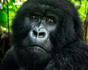 Ruanda Blog: Reiseberichte mit Tipps & Erfahrungen