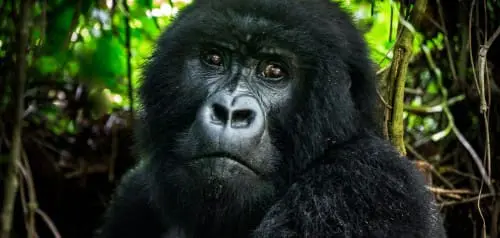 Ruanda Reiseberichte, Inspiration und Tipps