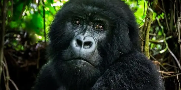 Ruanda Blog: Reiseberichte mit Tipps & Erfahrungen