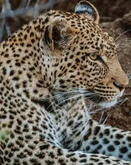 Südafrika Reisetipps Erfahrung