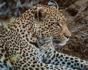 Südafrika Reisetipps Erfahrung