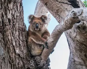 Südküste Australien: Highlights beim Roadtrip von Adelaide bis Perth