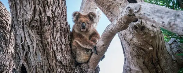 Südküste Australien: Highlights beim Roadtrip von Adelaide bis Perth