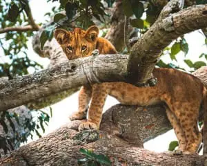 Uganda Blog: Reiseberichte mit Tipps & Erfahrungen