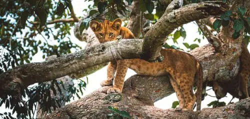 Uganda Reise: Erfahrungsberichte mit Tipps