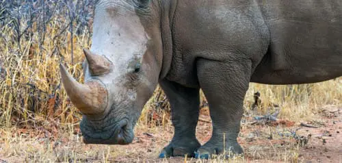 Waterberg Namibia: Nashörner beim Rhino Drive