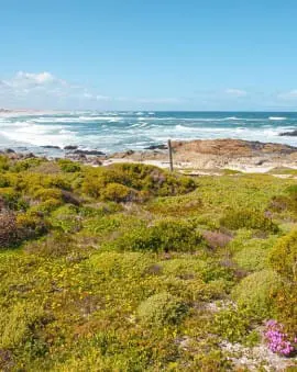 Highlights entlang der Westküste Südafrikas: Langebaan & Paternoster