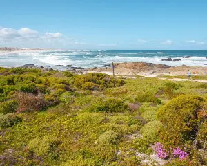 Highlights entlang der Westküste Südafrikas: Langebaan & Paternoster