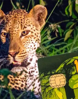 Erfahrung: Wild Card Südafrika