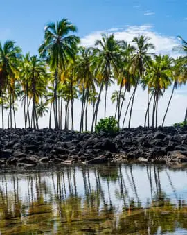 Big Island Hawaii Rundreise Palmen