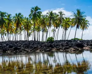 Big Island Hawaii Rundreise Palmen