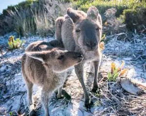 Cape le Grand Lucky Bay Westaustralien