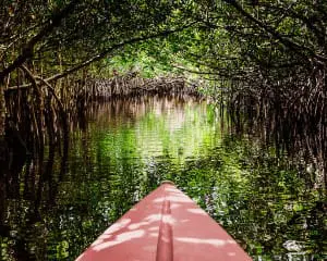 Everglades Florida Kajakfahren