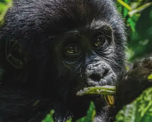 Gorilla Trekking Uganda Erfahrung und Tipps