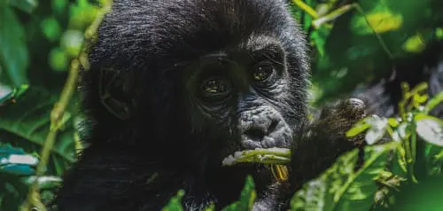 Gorilla Trekking Uganda: Erfahrungsbericht für den Bwindi Nationalpark