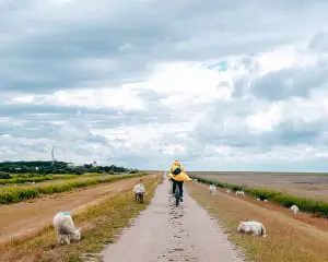 Insel Fehmarn Ostsee Tipps Erfahrung