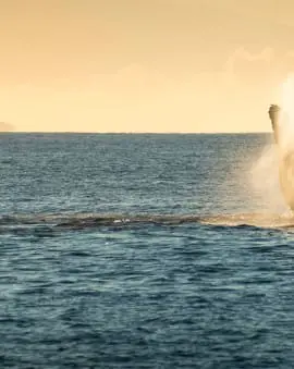 Maui Insel Hawaii Buckelwal