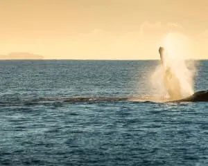 Maui Insel Hawaii Buckelwal