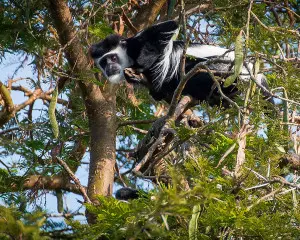 Murchison Falls Nationalpark Uganda Schwarzweißer Stummelaffe