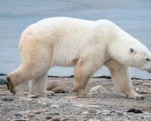 Churchill Manitoba Eisbären