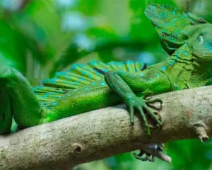 Reisebericht für Costa Rica mit Highlights