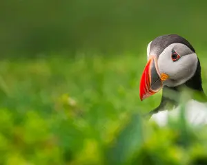 Färöer Inseln Urlaub Reiseberichte