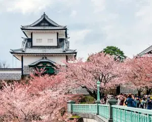 Kirschbluete Japan Hanami Wann und TIpps