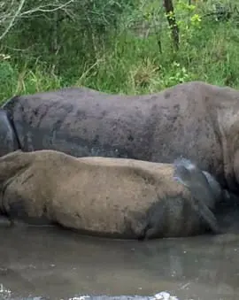 Mkhaya Game Reserve in Eswatini
