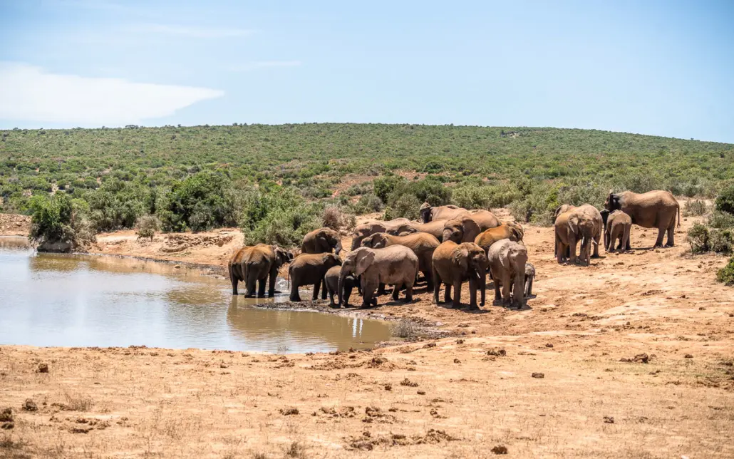 Elefanten scharen sich um eines der Wasserlöcher im Addo Elephant Park. So schön!