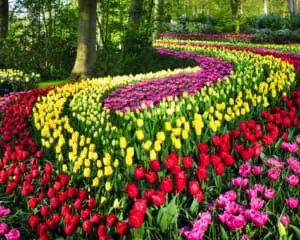 Keukenhof Niederlande besuchen Tipps