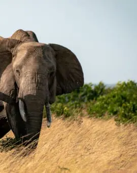 EcoQuest Kenia Masai Mara EcoTraining