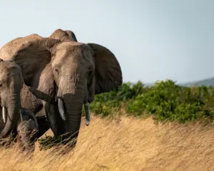 EcoQuest Kenia Masai Mara EcoTraining