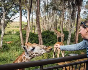 Nairobi Sehenswürdigkeiten Kenia 1 Tag
