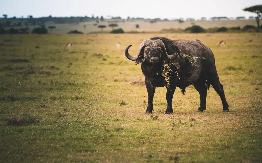 Büffel in der Masai Mara in Kenia