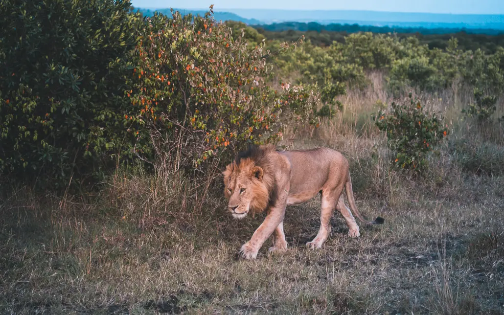 Löwe in der Masai Mara