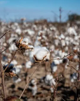 Mississippi Delta Baumwollfelder
