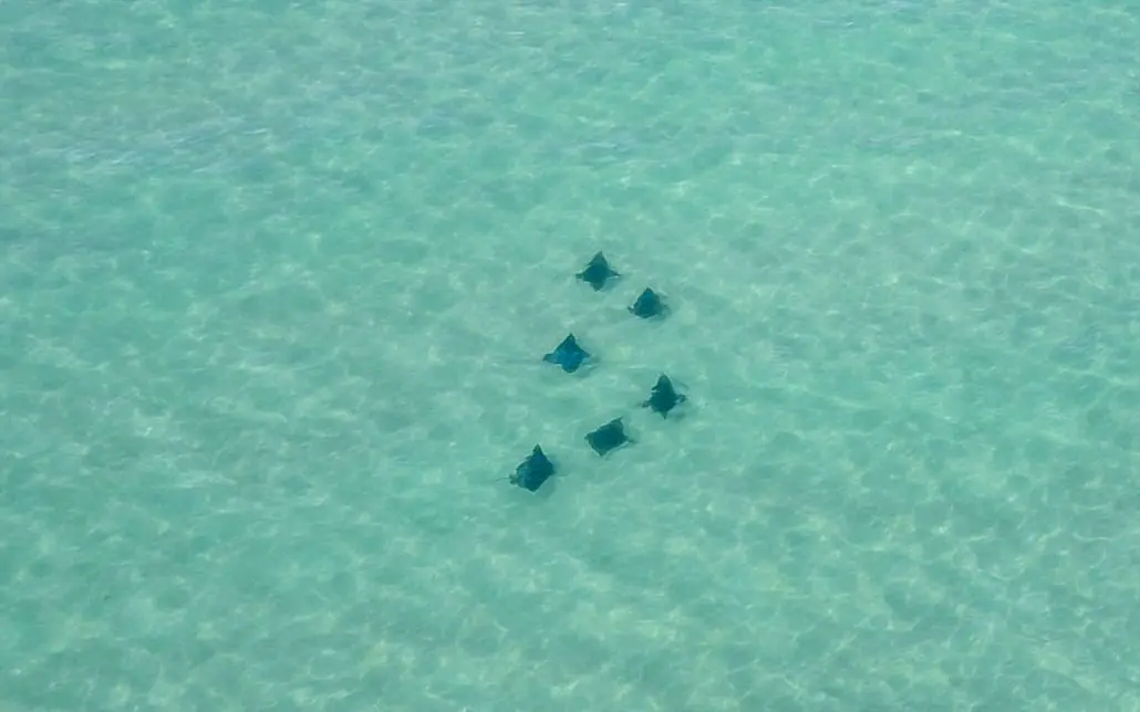 Stachelrochen Francois Peron Nationalpark Australien