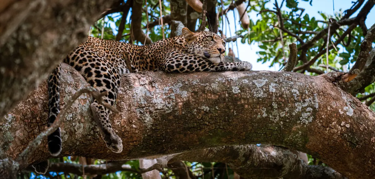 Leopard im Baum auf der Flucht vor einem Löwen. Serengeti Tansania