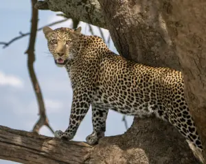 Leopard auf Flucht vor einem Löwe in der Serengeti, Tansania.