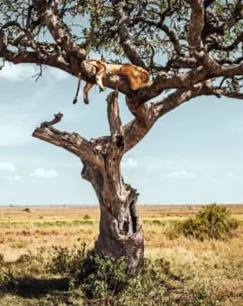 Reisebericht Tansania Sansibar 3 Wochen - Baumlöwe Serengeti