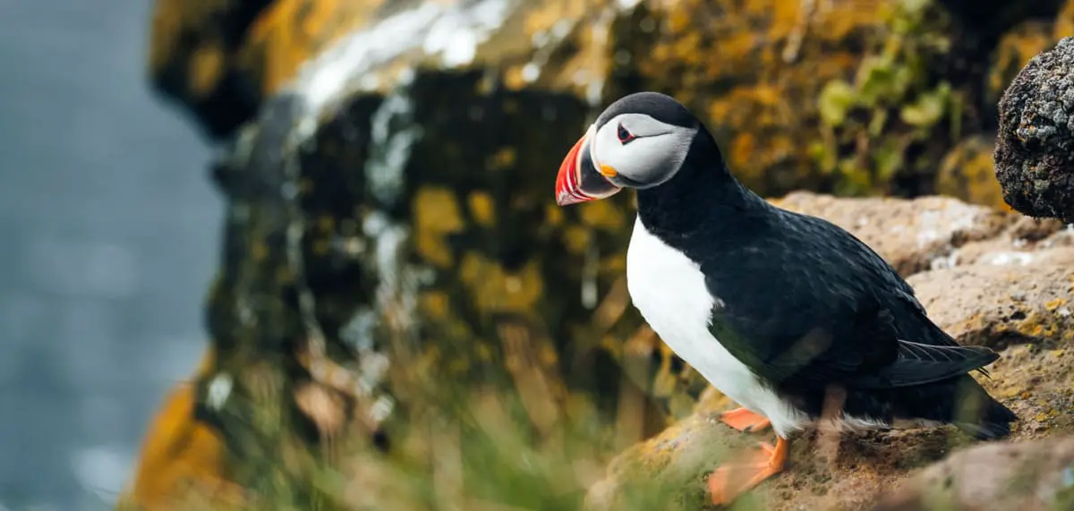 Wann ist die beste Reisezeit, Island zu besuchen?