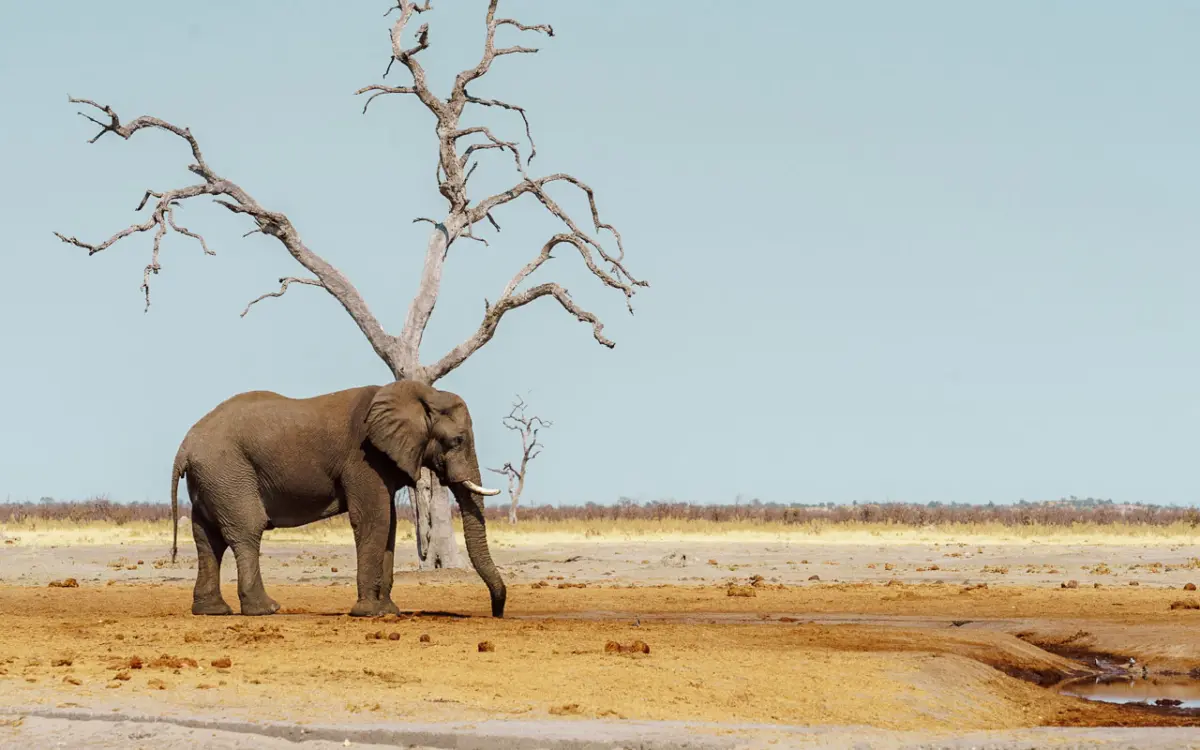 Elefant in Savuti in Botswana