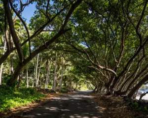 Die schönsten Roadtrips der Welt: Hawaii