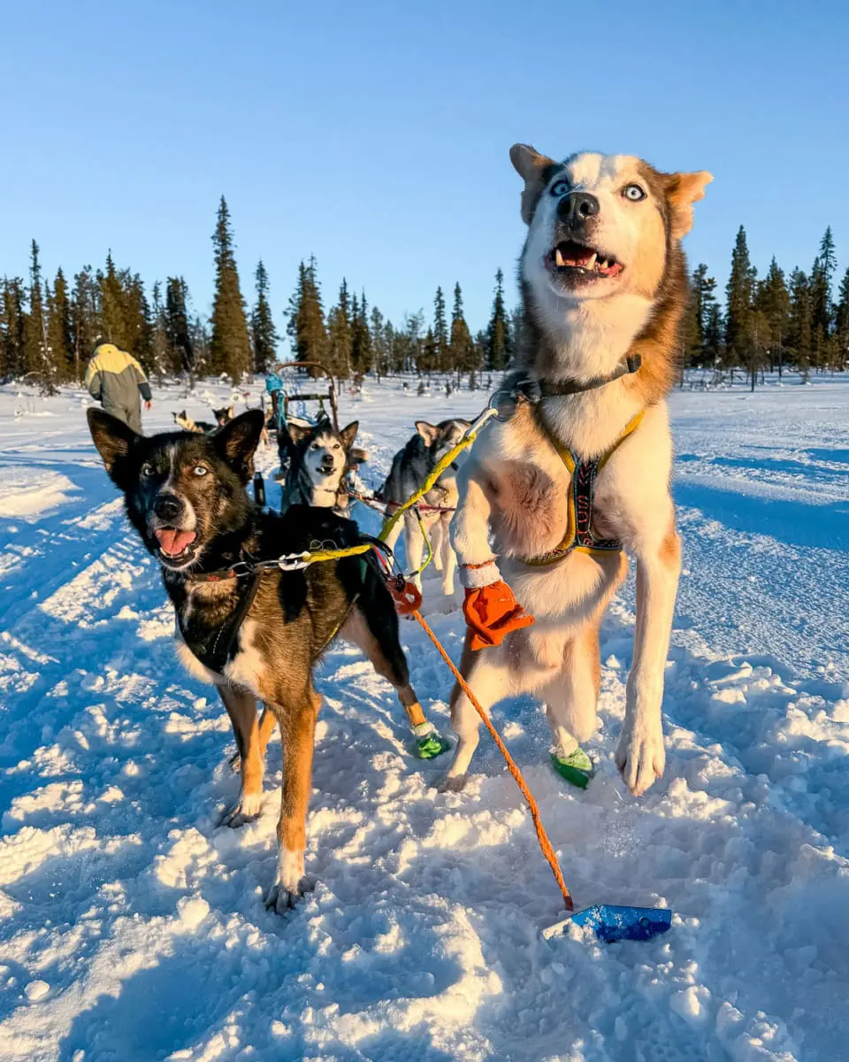 Fennek und Mo Mo sind sehr aktive Huskys